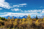 Where to See Fall Foliage in Jackson Hole